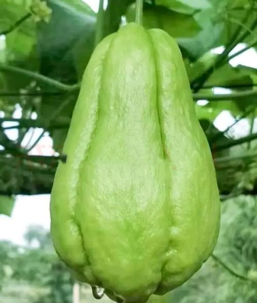 佛手瓜里面有核吗？佛手瓜的内核能吃吗