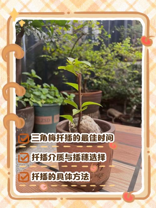 扦插的三角梅多久可移栽？扦插的三角梅多长时间能生根