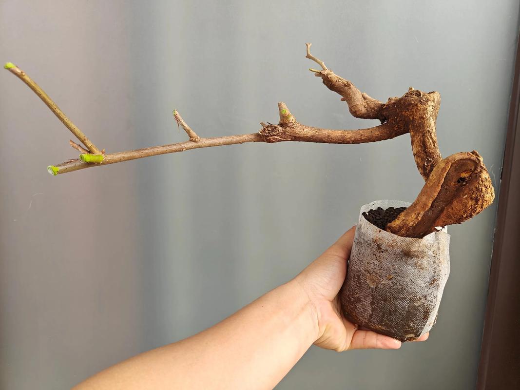 扦插的三角梅多久可移栽？扦插的三角梅多长时间能生根