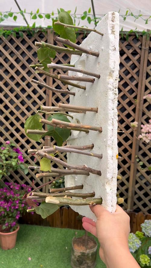 扦插的三角梅多久可移栽？扦插的三角梅多长时间能生根