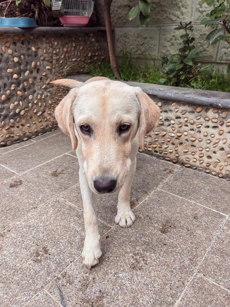 拉布拉多可以当猎犬吗？拉布拉多可以当猎犬吗为什么