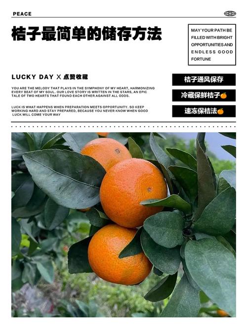 桔子怎么样保存不烂？桔子怎么储藏不烂