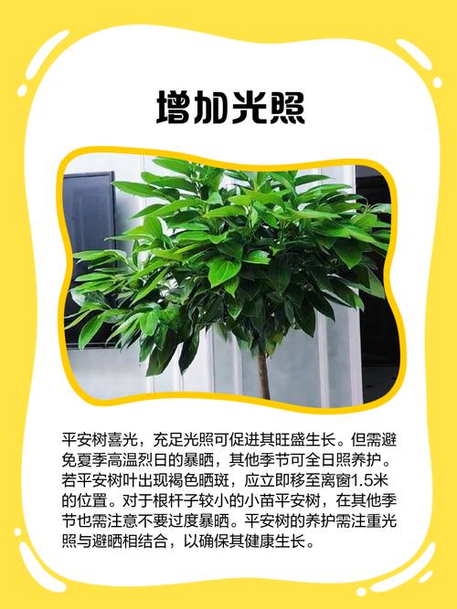 平安树叶子尖干枯掉落怎么办？平安树叶子尖干枯怎么治