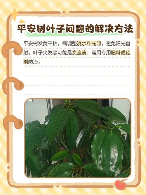 平安树叶子尖干枯掉落怎么办？平安树叶子尖干枯怎么治