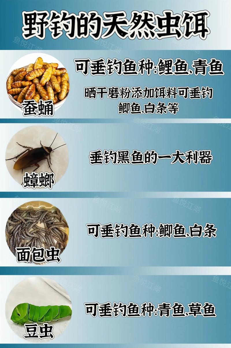 青虫能钓到什么海鱼鱼？青虫鱼饵怎么使用