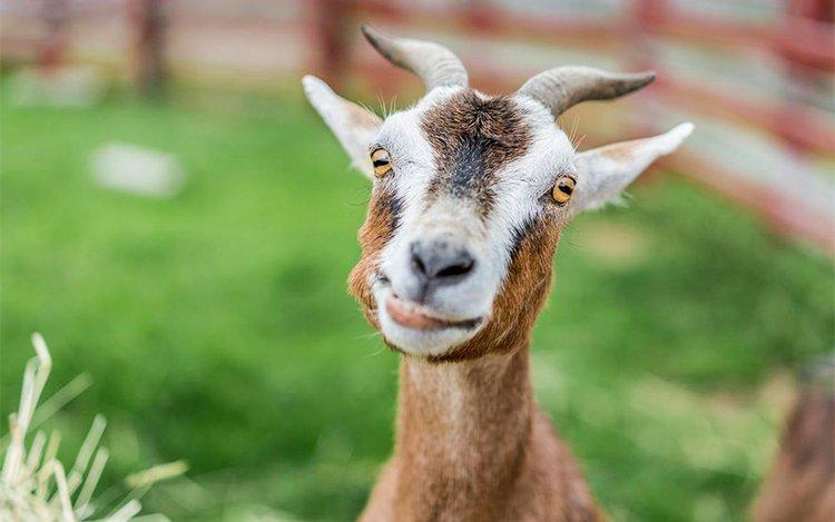 替死鬼是什么意思?？替死鬼指的是什么动物