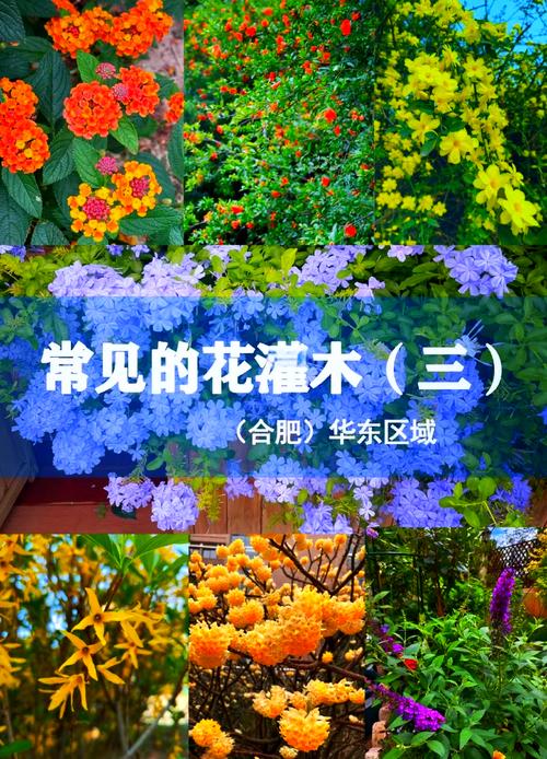 乔木灌木花卉分类目录大全？常见乔木灌木植物大全