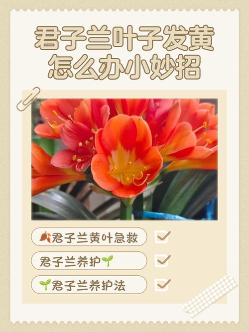 君子兰叶子发黄干枯怎样治？君子兰叶子发黄干枯怎么办