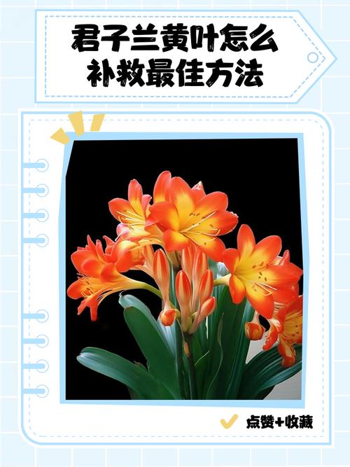 君子兰叶子发黄干枯怎样治？君子兰叶子发黄干枯怎么办