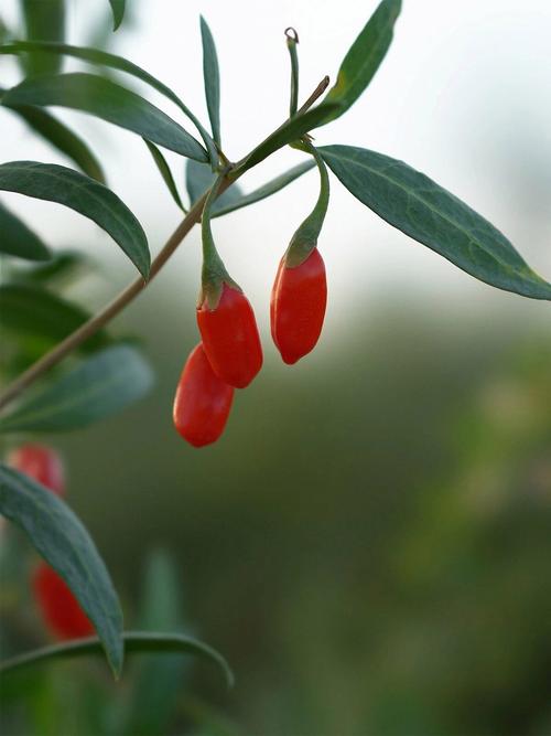 枸杞变软了是不是不能吃？枸杞变软后还能吃吗