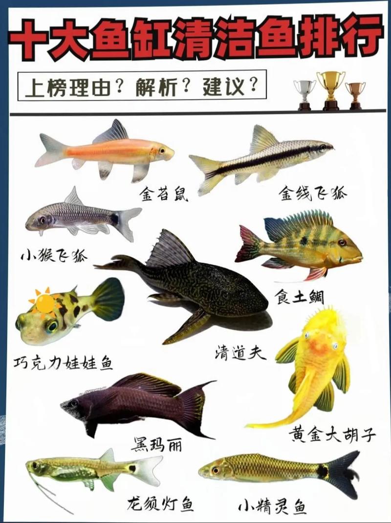 清洁鱼缸养什么鱼好些？清洁鱼缸哪种鱼好