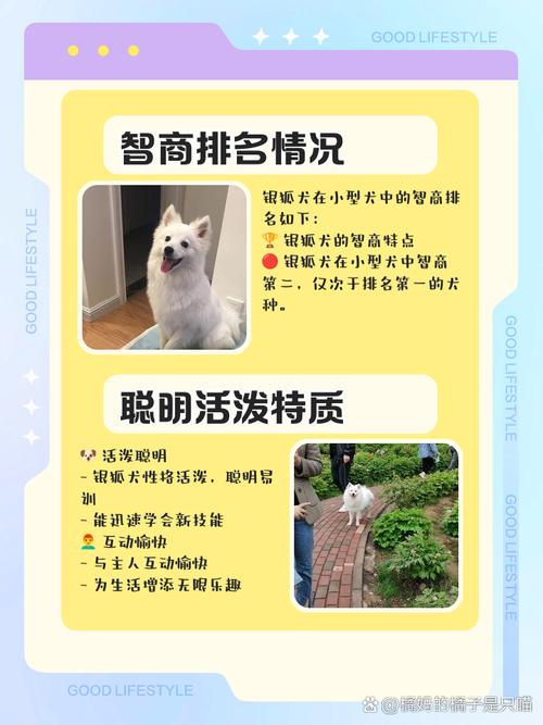 银狐犬智商怎么样？银狐犬智商怎么样啊