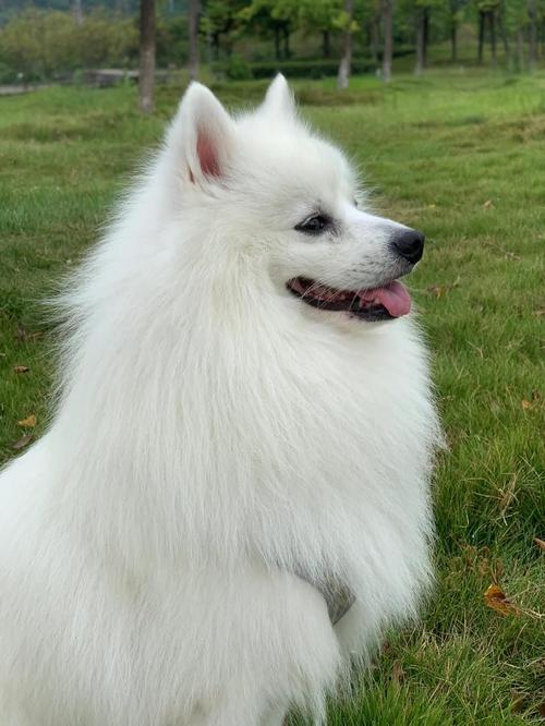 银狐犬智商怎么样？银狐犬智商怎么样啊