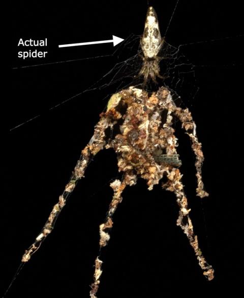 为迷惑捕食者 蜘蛛竟给自己做了个假分身(图5)