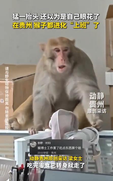 贵州黔灵猴进化实录:从剥鸡蛋到“打工猴”的奇幻之旅
