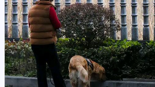 遛狗未拴绳惊倒路人饲养人赔28万?网友:具体情况警示