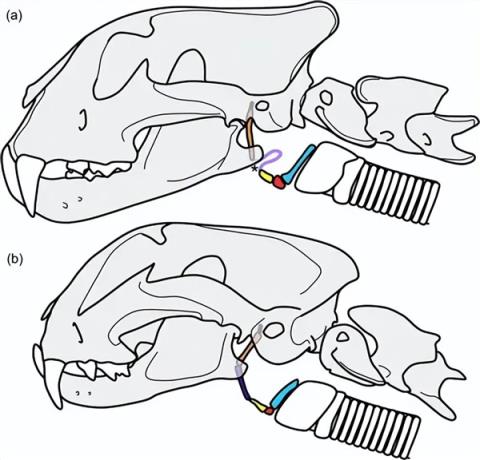 为什么老虎狮子能被称为“大猫” 但猎豹偏偏被排除在外(图5)