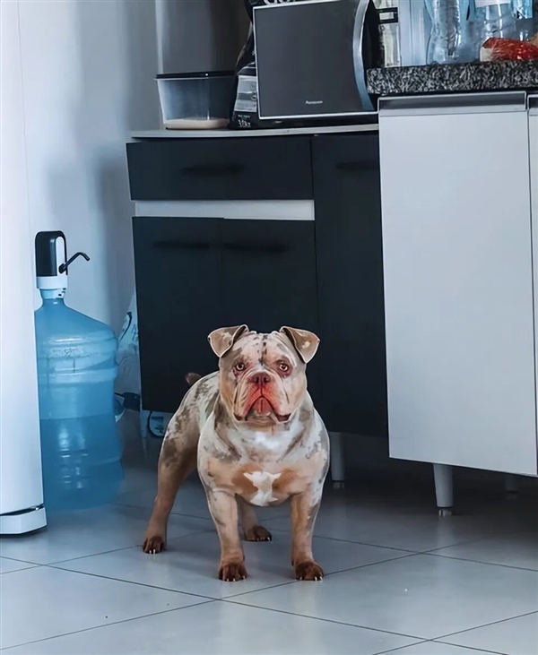 小心头被砸!佛罗里达州“蜥蜴雨”限时回归了(图4)