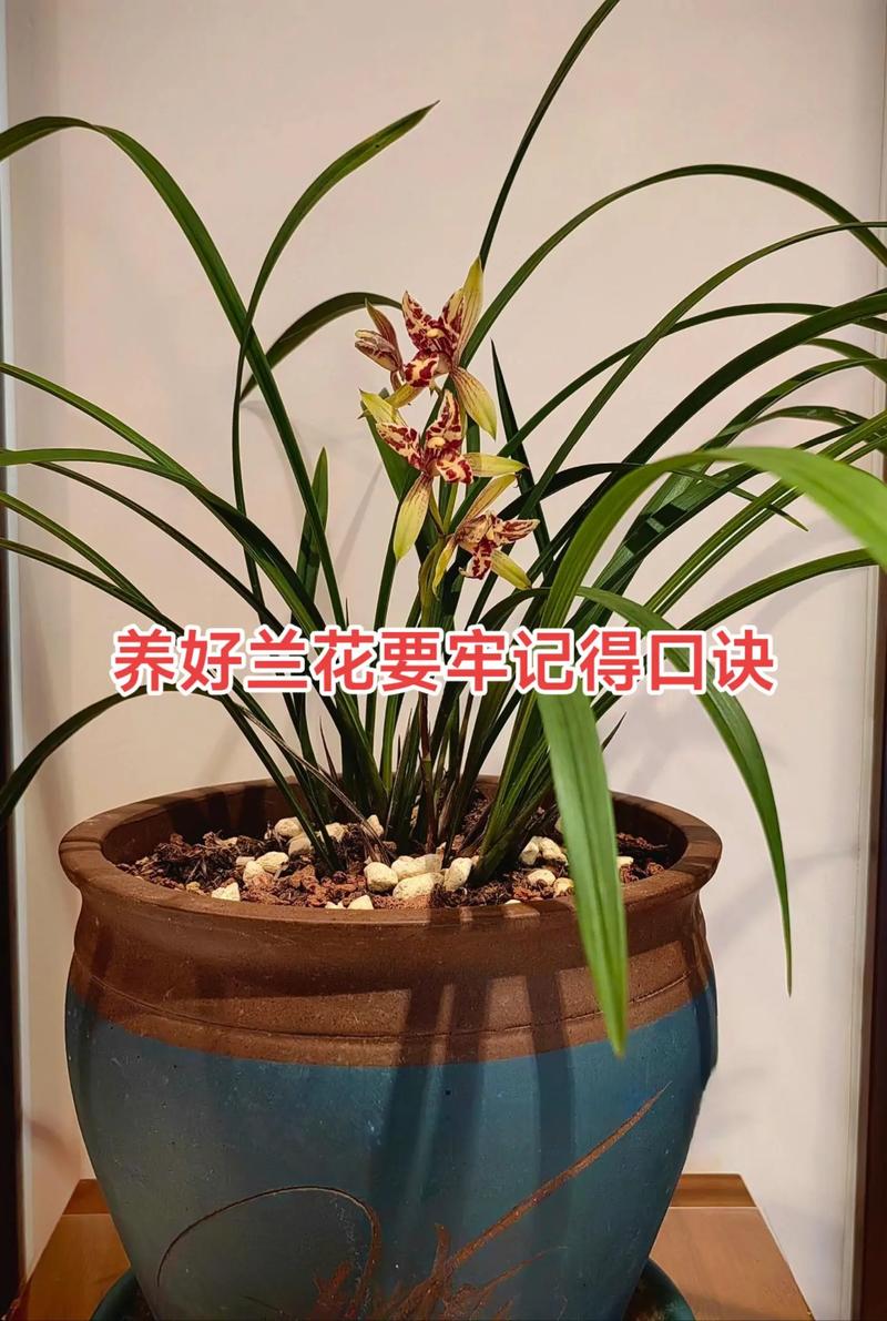 兰花怎么种植与养护?兰花怎么种植与养护图片