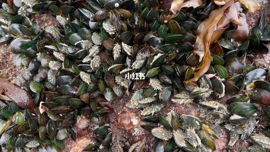 青口螺养殖技术与管理?青口螺生长在什么地方