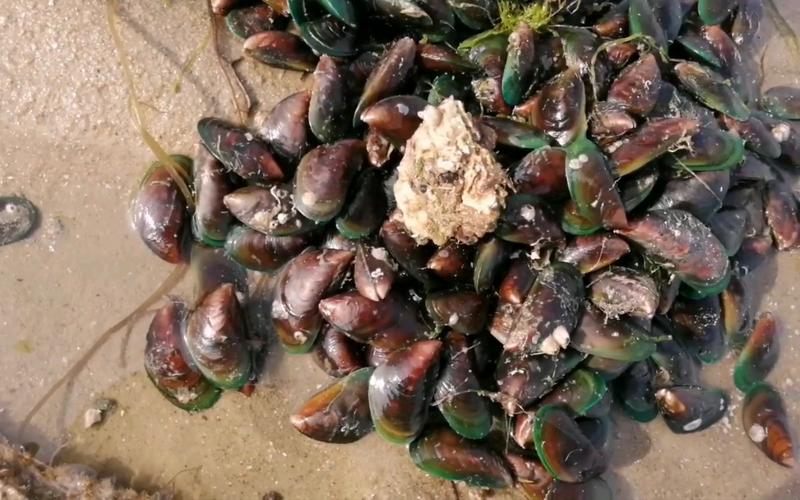 青口螺养殖技术与管理?青口螺生长在什么地方