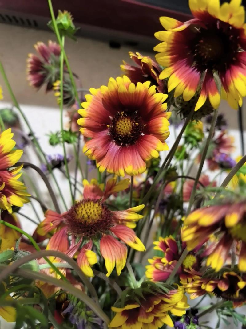 菊花是一年生花卉吗？菊花是几年生植物