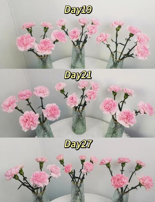 康莱馨表示什么意思？康来馨花后怎样修剪