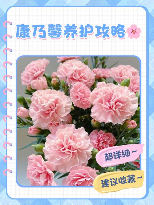 康莱馨表示什么意思?康来馨花后怎样修剪