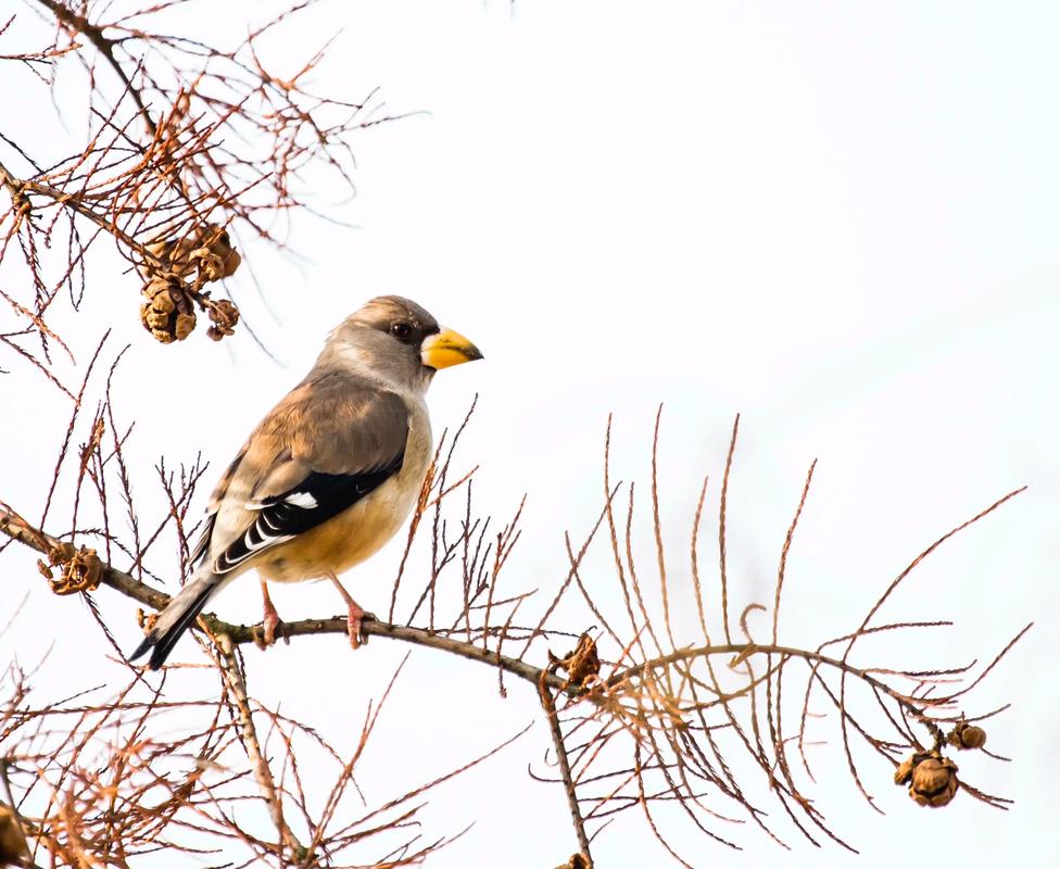 蜡嘴雀能活多少年？蜡嘴雀能活多少年啊