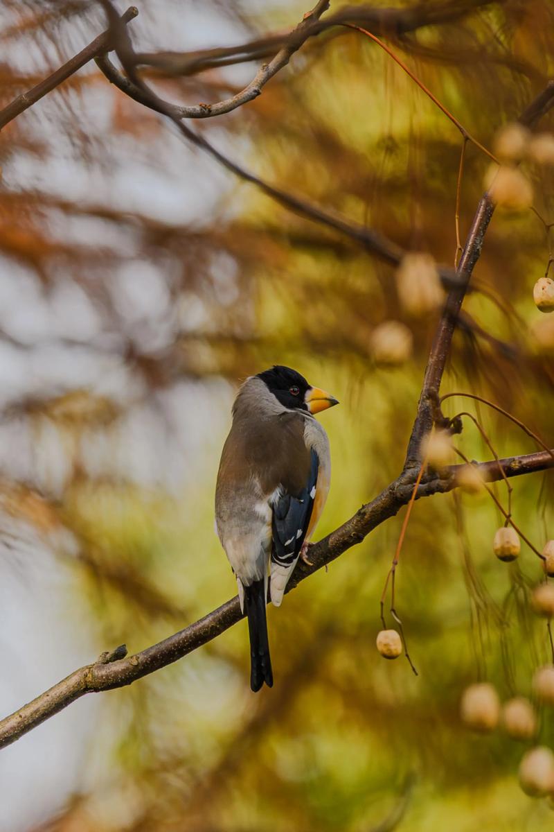 蜡嘴雀能活多少年?蜡嘴雀能活多少年啊