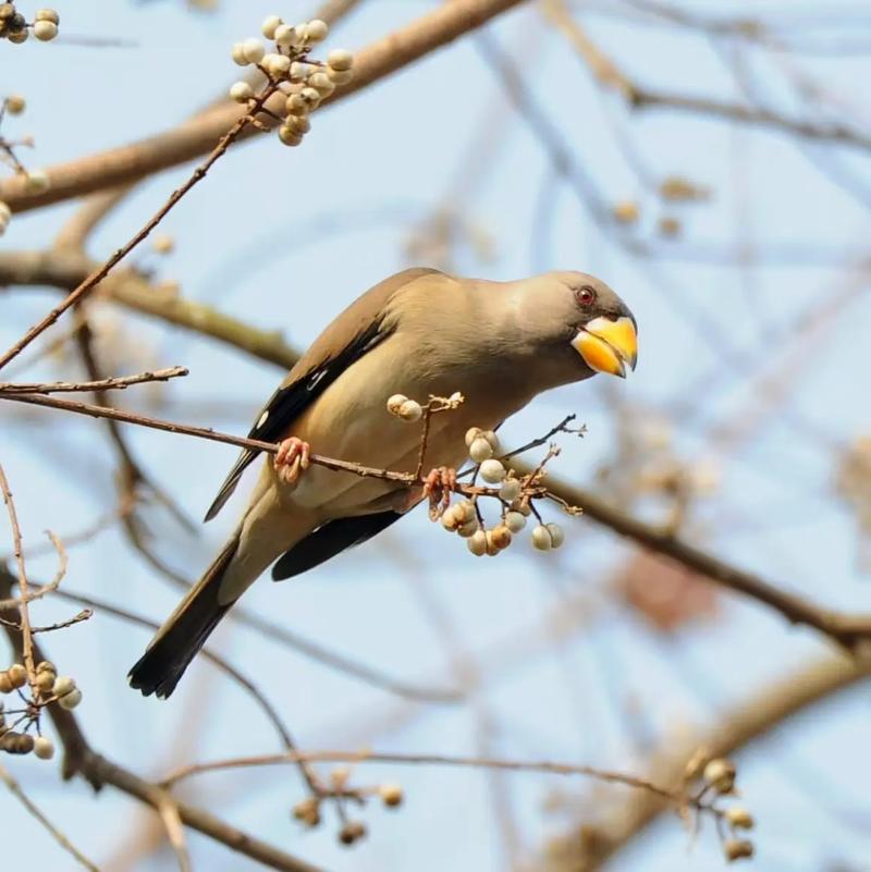 蜡嘴雀能活多少年?蜡嘴雀能活多少年啊