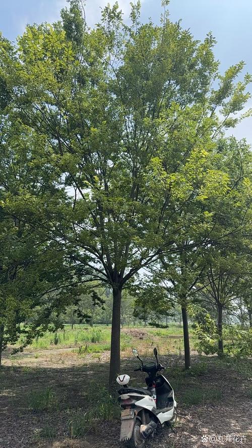 榉树十年能长多大？榉树一年能长多直径