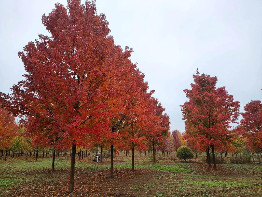 榉树十年能长多大?榉树一年能长多直径