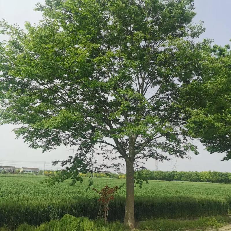 榉树十年能长多大?榉树一年能长多直径