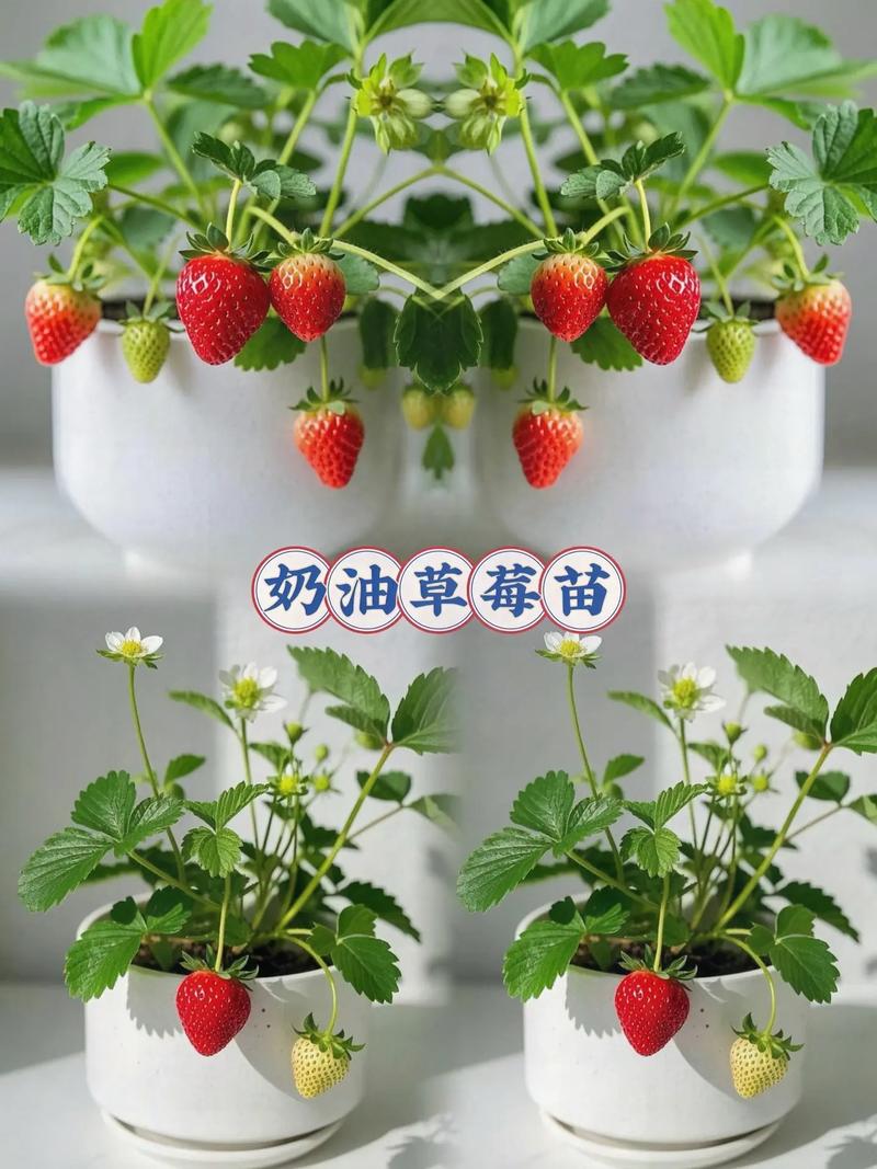 盆栽四季草莓怎么养？盆栽四季草莓怎么养护和管理