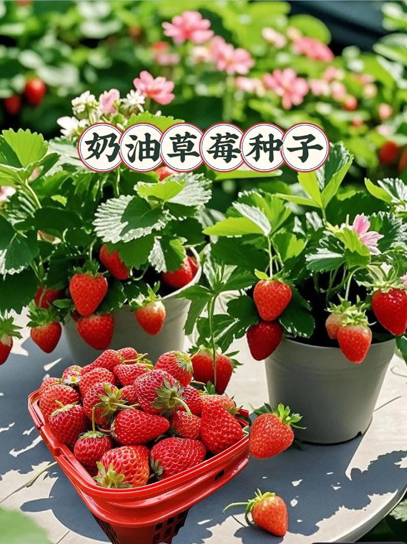 盆栽四季草莓怎么养?盆栽四季草莓怎么养护和管理