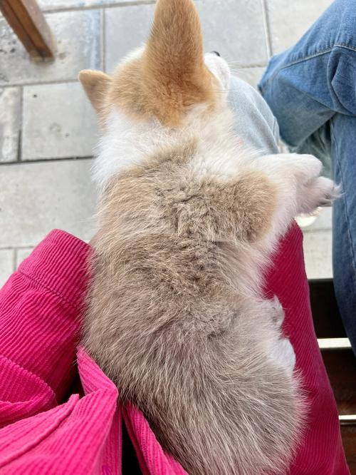 三个月的柯基耳朵立一半怎么回事?3个月的柯基耳朵还没立起来