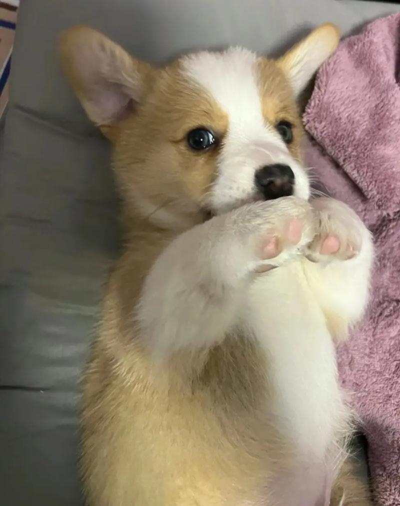 三个月的柯基耳朵立一半怎么回事?3个月的柯基耳朵还没立起来