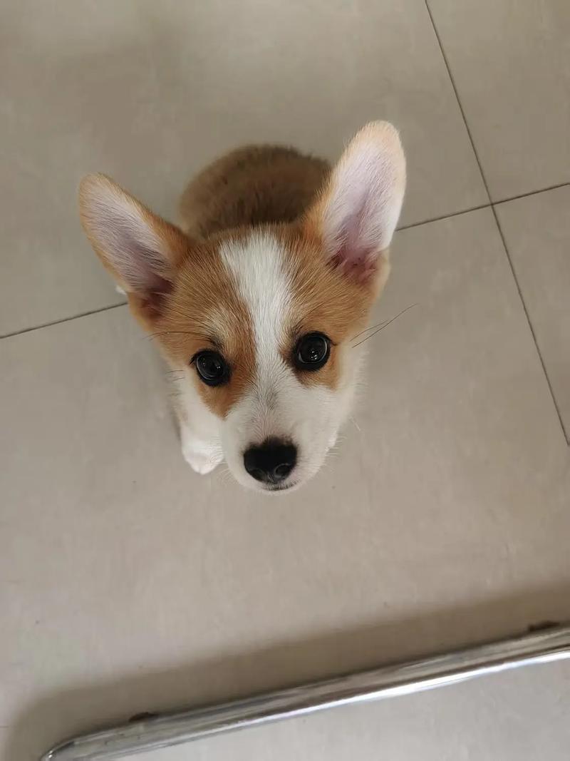 三个月的柯基耳朵立一半怎么回事?3个月的柯基耳朵还没立起来