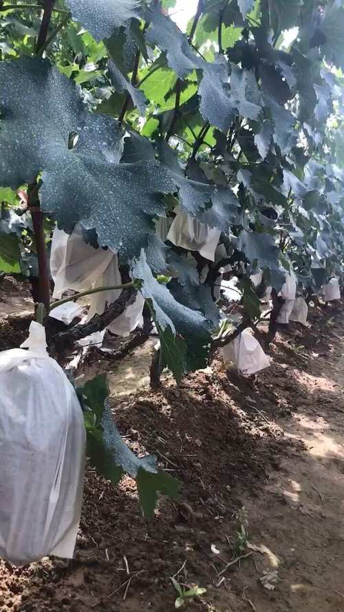 葡萄地里可以套种什么？葡萄地里套种什么经济效益好