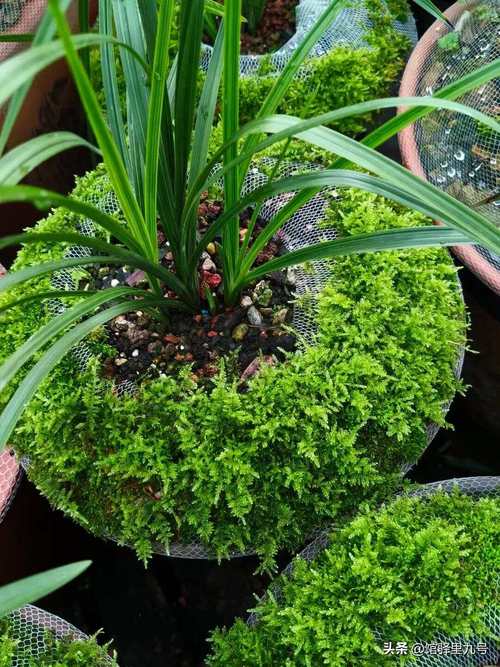兰花盆上铺面青苔怎么养？兰花盆上放青苔好还是石子好