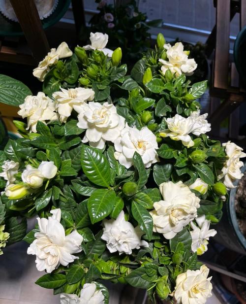 栀子花哪种品种好？栀子花哪个品种花期最长