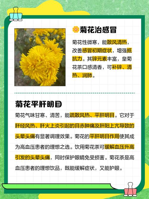 菊花可以去湿气吗?？菊花去体内湿气吗