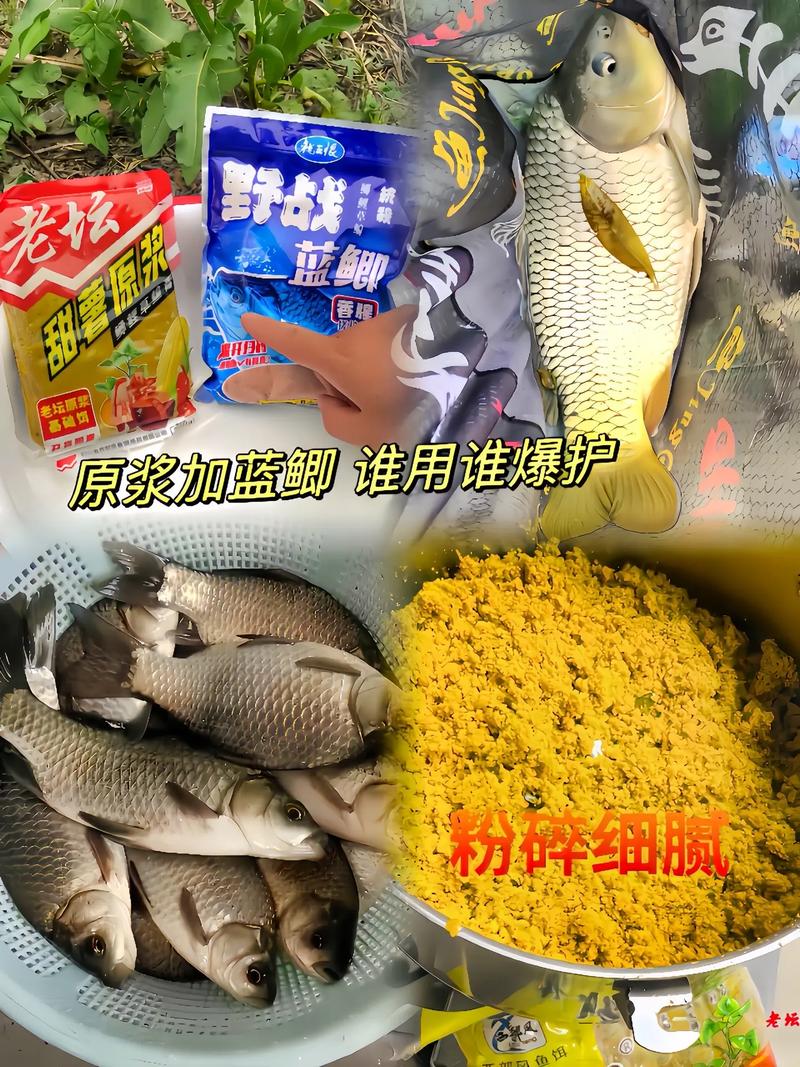 蓝鲫加白酒可以钓鱼吗?蓝鲫加酒效果好吗