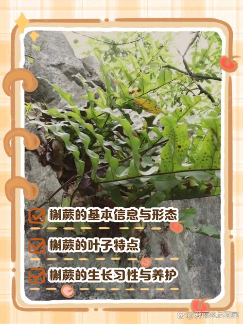科学家从植物身上得到的哪有哪些启示？科学家从植物身上发明了什么