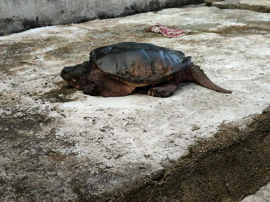 北美鳄龟多大可以交配？北美鳄龟多久能长大