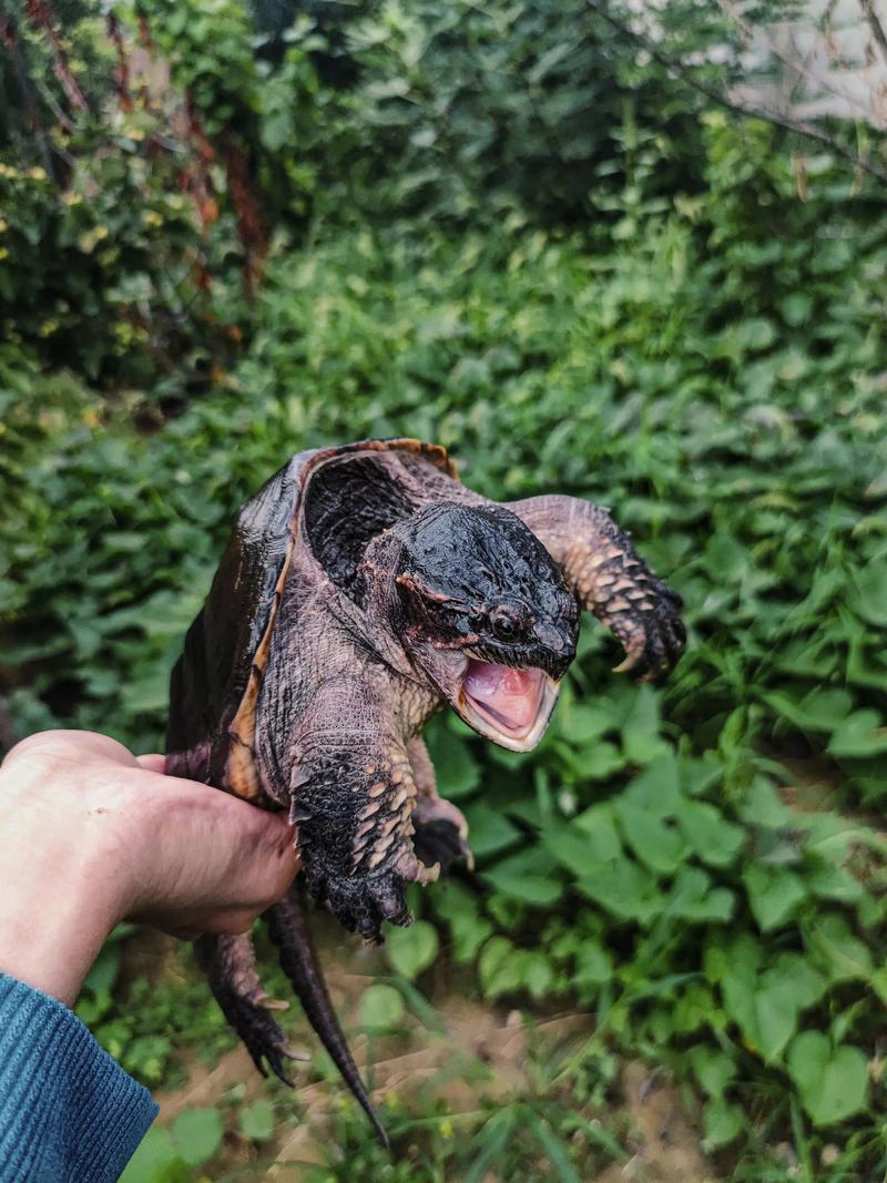 北美鳄龟多大可以交配?北美鳄龟多久能长大
