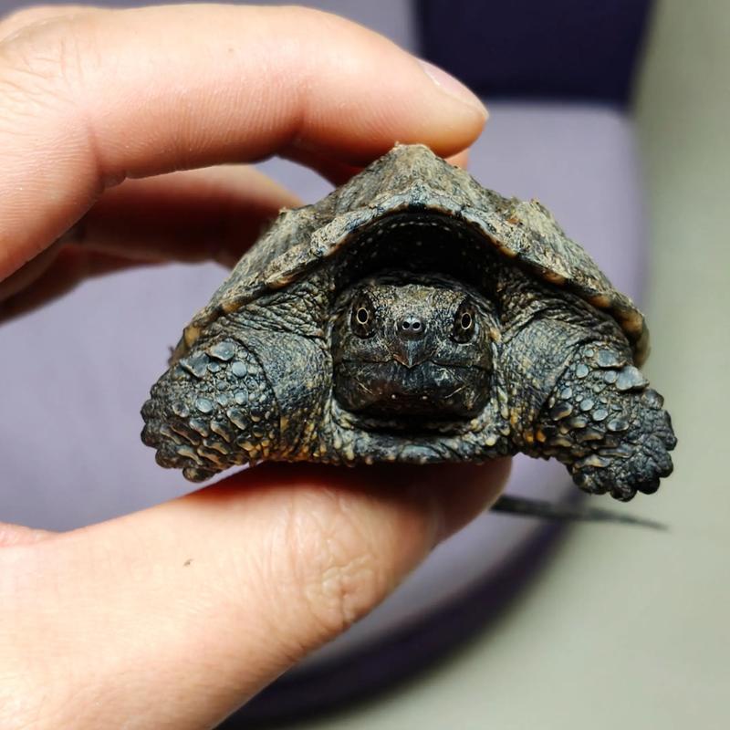 北美鳄龟多大可以交配?北美鳄龟多久能长大