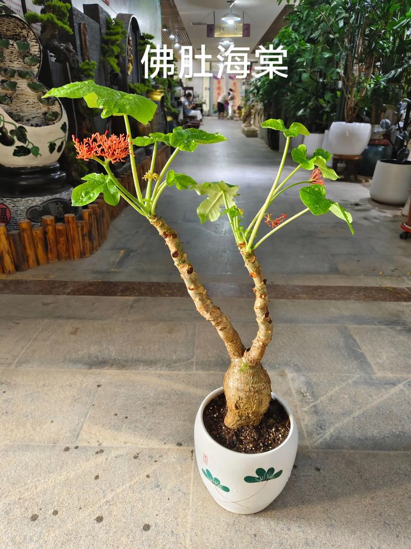 盆栽海棠花一年开几次花？海棠一年开一次花吗