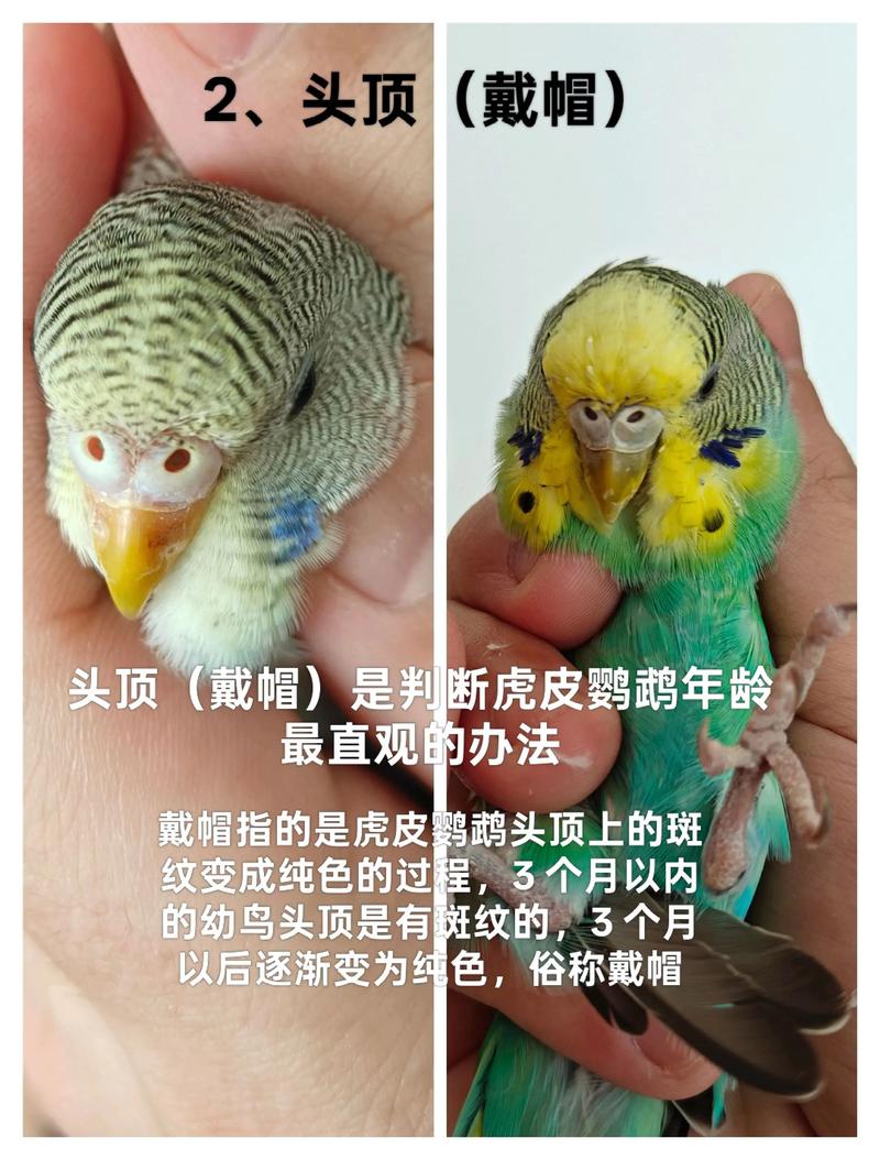 虎皮鹦鹉的指甲能不能剪?给虎皮鹦鹉剪指甲